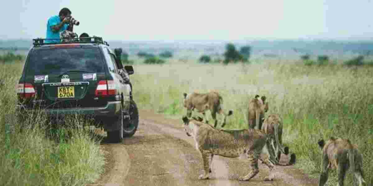 EXPLAINED: Why Lions Ignore Tourists in Safari Vehicles