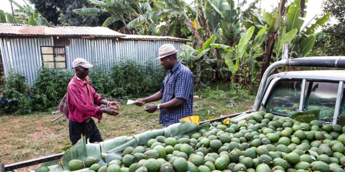 Kenya's Avocado Boom Creates Wave of Rural Millionaires