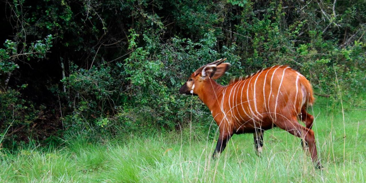 17 Endangered Mountain Bongos Repatriated from Florida to Kenya for Species Revival