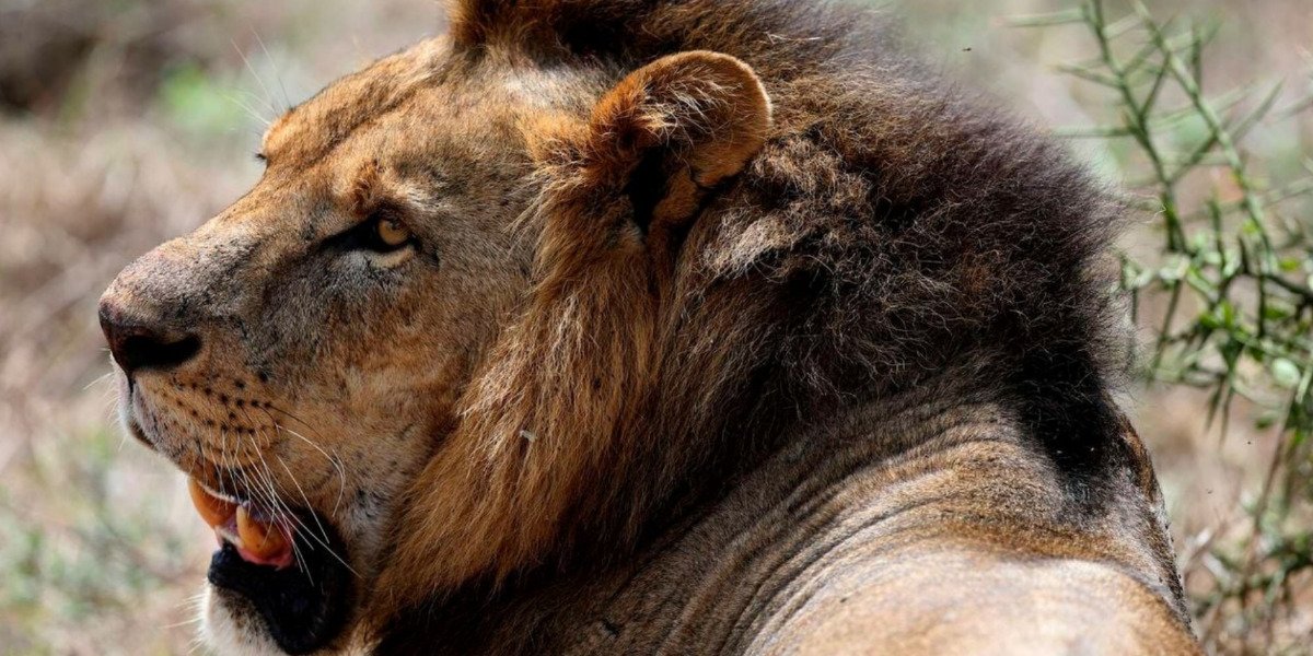 Lion Attack in Nairobi and Elephant Trampling in Nyeri Leave Two Dead