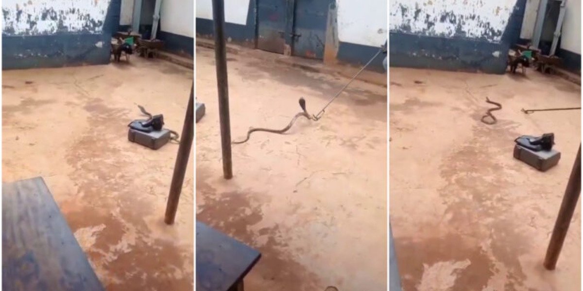 Kenyan Pastor Arrested Smuggling Cobra Claims 'Holy Spirit' Led Him