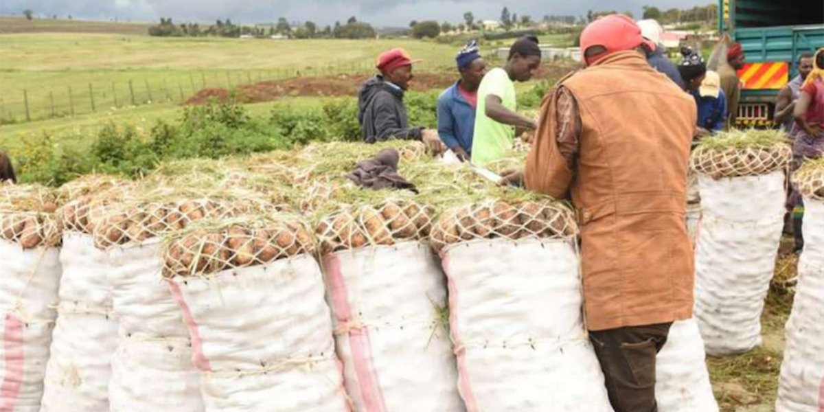 Nyandarua Potatoes Among Most Contaminated, Study Finds
