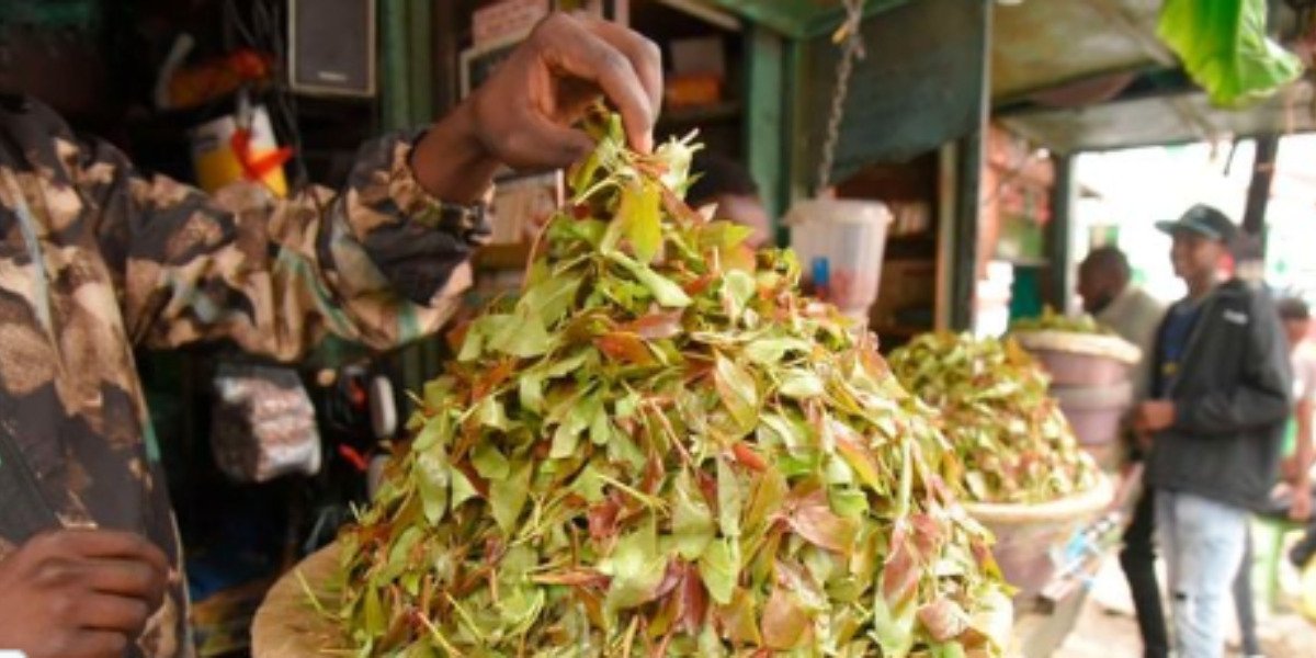 Health Experts Warn of Muguka Addiction as Lawmakers Consider Ban