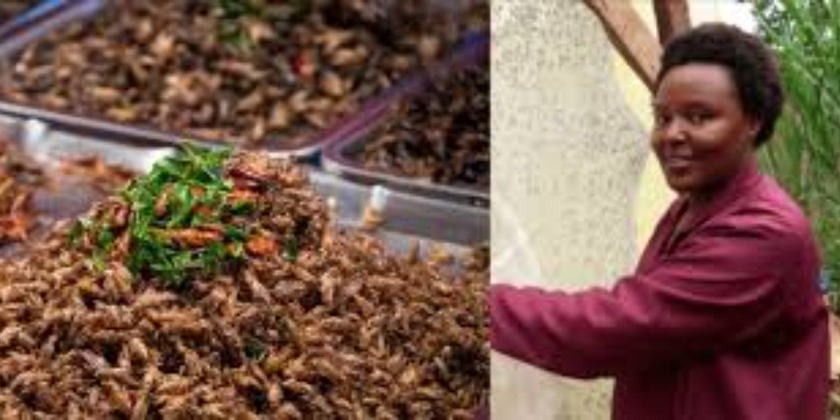 How Jannifer Muthike Earns Sh250,000 Monthly Farming Black Soldier Flies