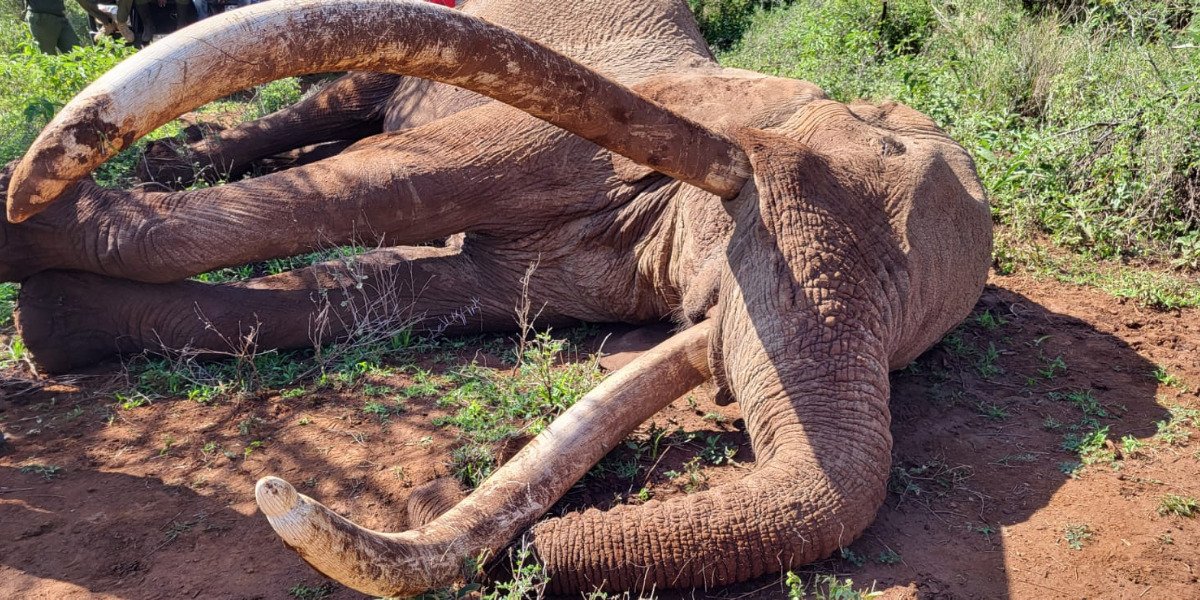Craig, Kenya’s Legendary Elephant and Tusker Brand Icon, Dies at 54