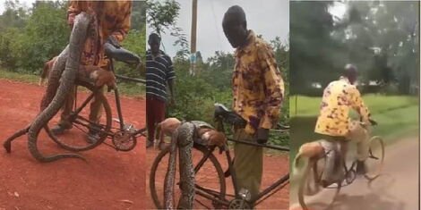 KWS to Compensate Siaya Resident Who Killed Python After Dog Attack