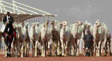 Judges Disqualify 12 Camels from a Saudi Arabia Beauty Pageant for Using Botox