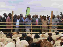 DP William Ruto Carries Sh10 Million in a Bag to Kajiado Goat Auction 