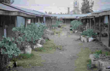 Inside President Uhuru Family's Mabati-Made Estate that Rakes in Millions Per Year