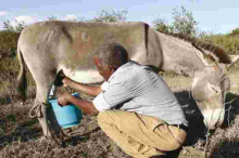 Kenyan Man Makes a Killing from Selling Donkey Milk at Sh200 Per Liter