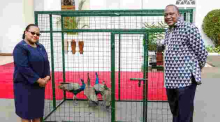 Uhuru Receives Special Gift of Peacocks from Tanzania President Magufuli 