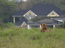 [PHOTOS] Fear after Pride of Lions from Nairobi National Park is Spotted Near Residential Estates