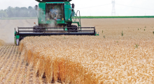 Kenya Lifts Ban on Wheat Imports from the US
