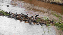 Over 300 Wildebeests Drown in Mara River During the Great Migration 