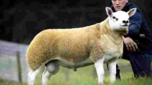 World's Most Expensive Sheep Fetches $490,000 