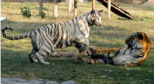 Uganda Imports Two Tigers from South Africa in Exchange for 25 Monkeys