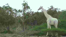 World’s Only White Giraffe Fitted with GPS Tracker in Kenya 