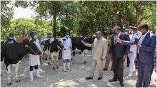 Uhuru Gifts Burundi President Ndayishimiye 50 High-Grade Friesian Cows