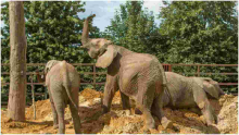 13 Elephants to be Flown from the UK to Kenya in Rewilding Project 