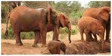 Over 70 Elephants Die in Tsavo National Park Due to Drought