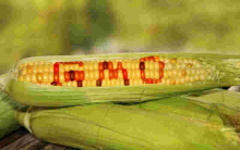 High Court Bars Kenya Gov’t from Importing and Distributing GMO Foods 