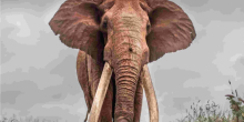 Kenya's Super Tusker Lugard Dies at Tsavo West National Park 