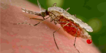 Alarm as Researchers Discover a Dangerous Malaria Vector in Kenya