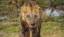 Oldest Lion in Amboseli National Park Killed by Herders