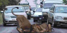 KWS Issues Alert Over Reported Stray Lions in Nairobi, Lang'ata