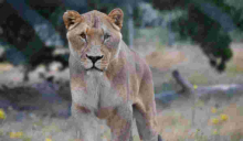Women Rally Behind Makena, the Dog-Eating Lioness in Ongata Rongai