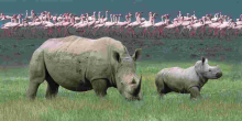 Kenya Launches Second Phase of National Wildlife Census at Lake Nakuru