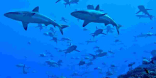 Kenyan Fishermen Face Charges in Madagascar for Illegal Shark Trade 
