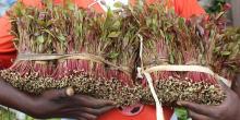 Alarm as Thousands of Children Labor in Embu, Meru's Booming Miraa Industry