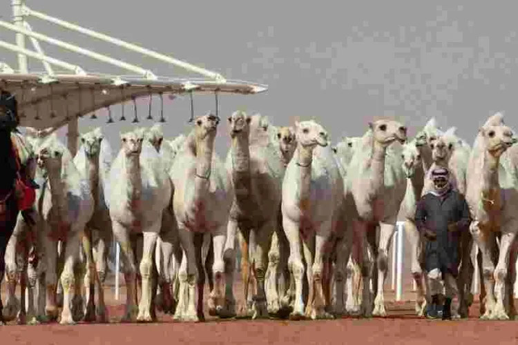 Judges Disqualify 12 Camels from a Saudi Arabia Beauty Pageant for Using Botox