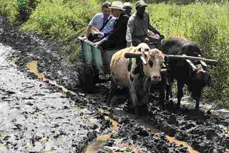 Ireland Envoy to Kenya Vincent O’Neill Wows Kenyans after Riding Ox-Drawn Mkokoteni to a Makueni School 
