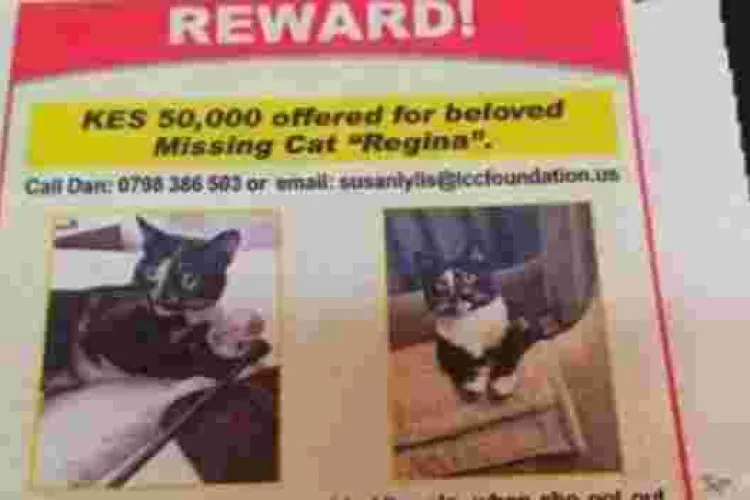 Nairobi Man Offers Sh50,000 Cash Reward in an Advert for His Missing Cat