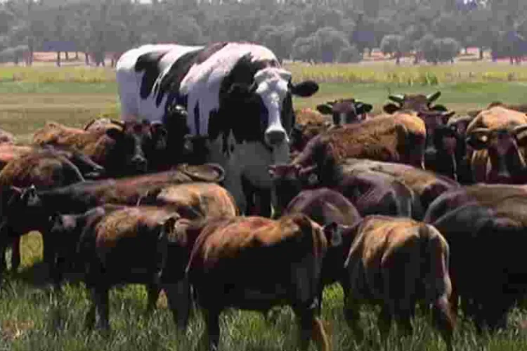 Meet Knickers, the Giant Australian Cow Who Has Fascinated Global Internet Users