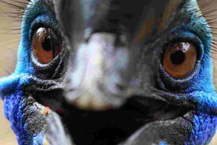 Man Killed by 'World's Deadliest Bird' He Kept as Pet in His Backyard