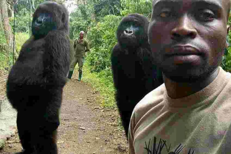 Photo of Two Gorillas Posing for a Selfie Like Humans Goes Viral Online