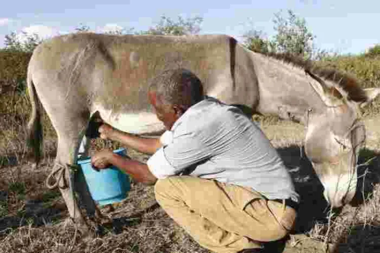 Kenyan Man Makes a Killing from Selling Donkey Milk at Sh200 Per Liter
