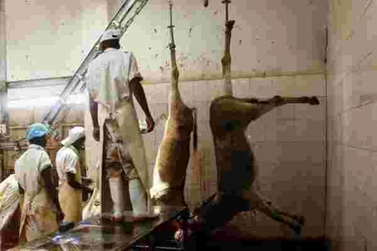 Study Shows 1,000 Donkeys are Slaughtered Daily in Kenya; Warns the Animals will be Wiped Out by 2023