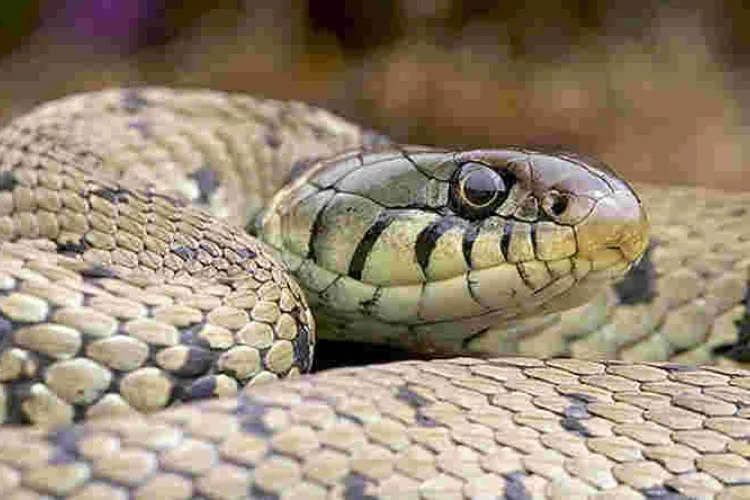 Nigerian MPs Scamper for Safety as Huge Snake Invades Parliament