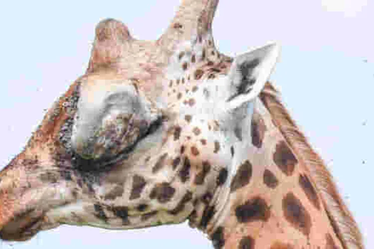 Kenyan Officials Swing into Action after Public Outcry over Giraffe with Huge Eye Tumor