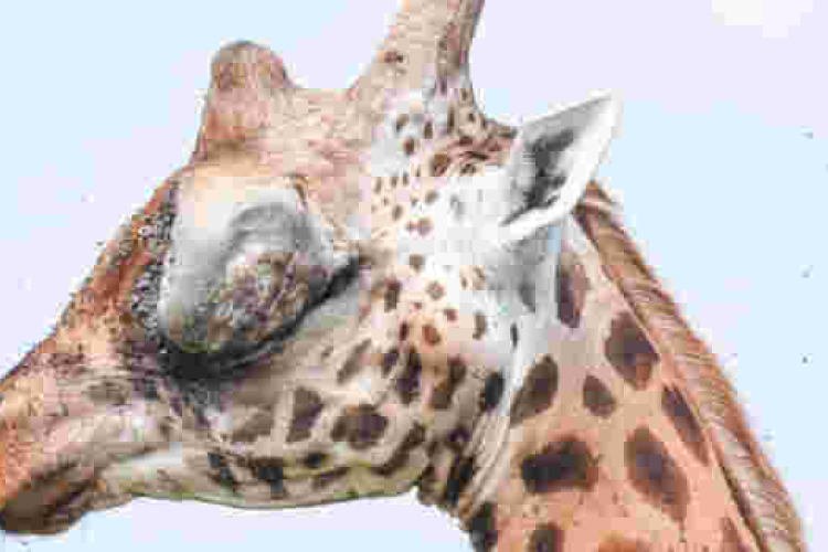 Kenyan Officials Swing into Action after Public Outcry over Giraffe with Huge Eye Tumor