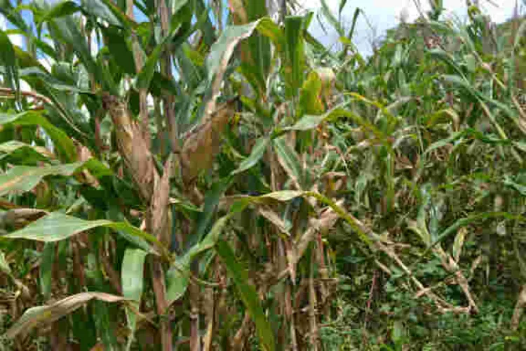 Drunken Sex at Maize Plantation Turns Tragic as Kenyan Man Collapses, Dies
