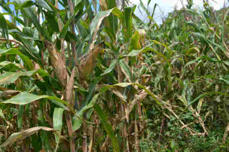 Drunken Sex at Maize Plantation Turns Tragic as Kenyan Man Collapses, Dies