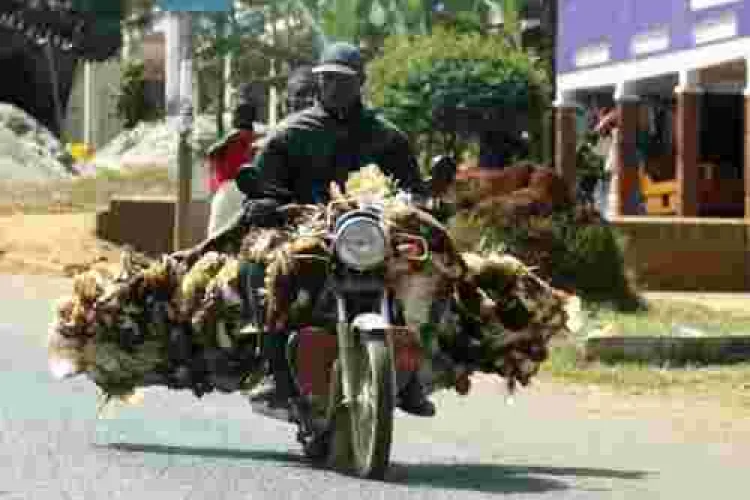 Mishandling Chickens will Land You in Jail, DCI Warns Kenyans