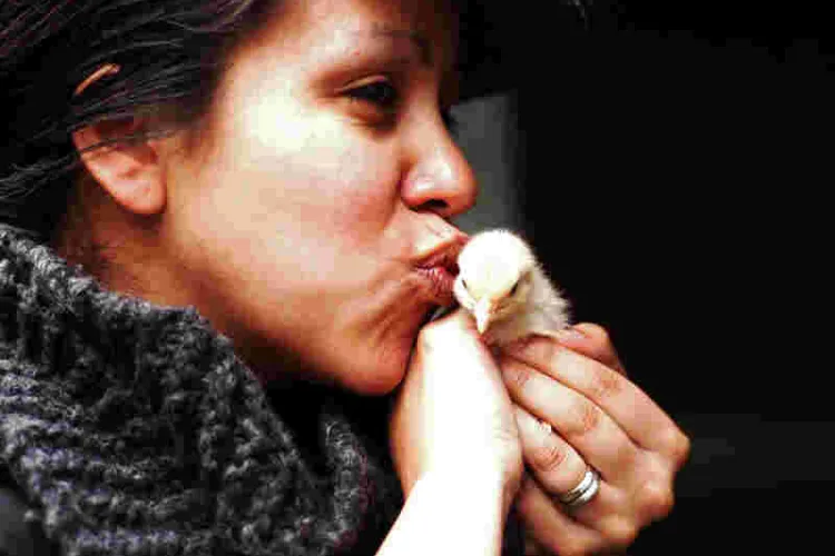 CDC Warns Americans against Kissing, Snuggling Chicken Due to Salmonella Outbreak
