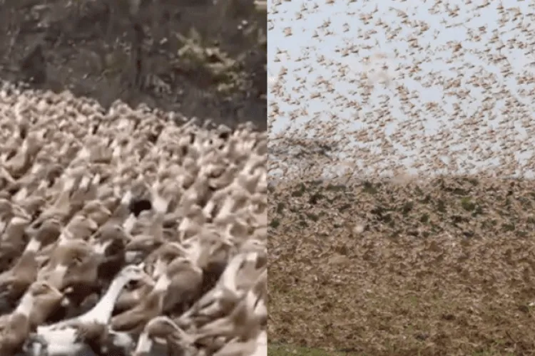 Lesson for Kenya? China Dispatches 100,000 Ducks Ahead of Impending Locust Invasion