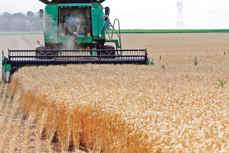 Kenya Lifts Ban on Wheat Imports from the US